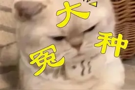 因为苏州火上热搜的瓜！钾含量接近香蕉的3倍，热量超低！很多人没吃过图片