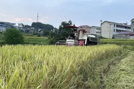 溆浦县祖师殿镇水稻收割正当时图片