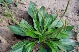 田间野菜搭配红烧肉，吃得美味，健康加倍！图片