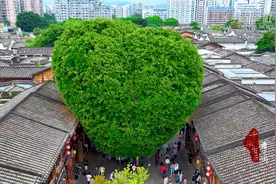 千城百县看中国｜福州鼓楼：小暑坊巷荔枝香 红果点点挂枝头图片