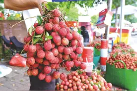 当季水果琳琅满目 夏日南宁果香满城图片