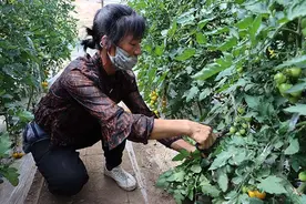 蔬菜大棚采摘乐 “采”出幸福好生活图片