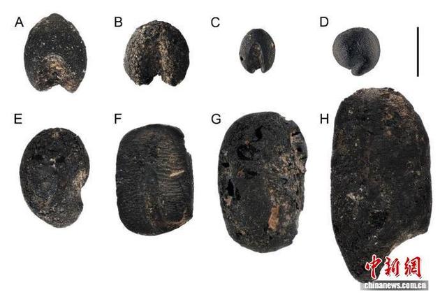 现代科技破解9000年前“古种”的身世之谜