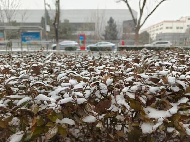 京城今冬首场雪，美景藏进相册里
