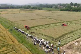 浠水夏油开镰：机械化分段收割，助力油菜丰产图片