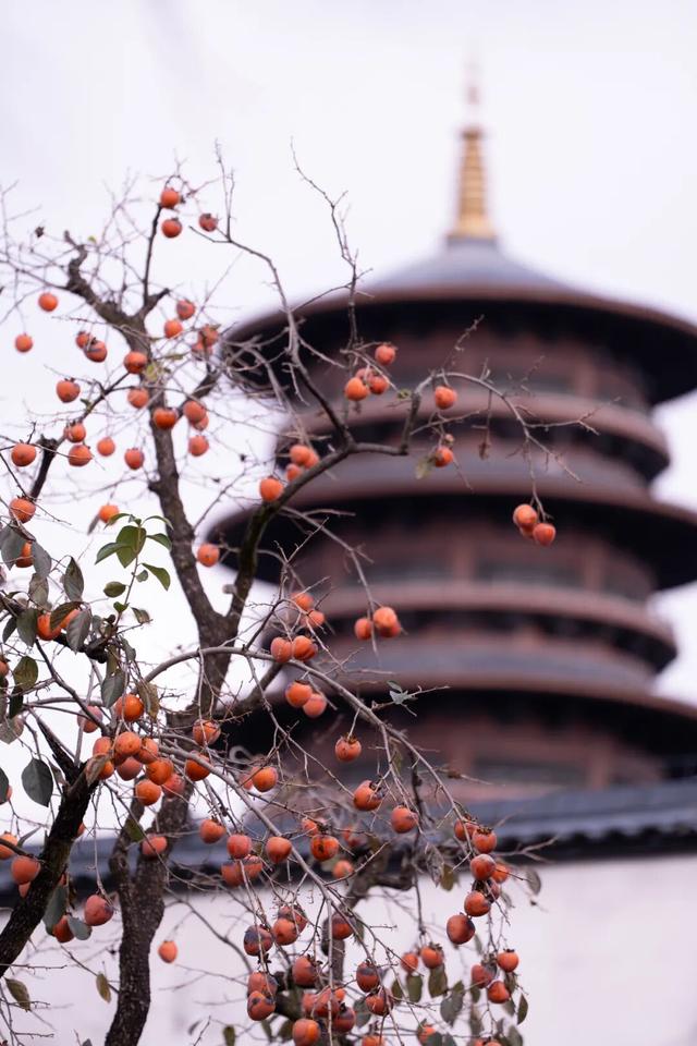 “好柿发生”～婺女洲的“柿”情画意你体验过吗？