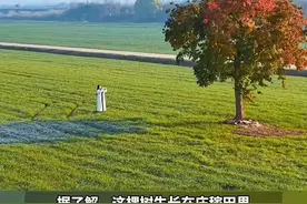 “孤独的树”也被“杀死”了？网友的话好戳心……图片