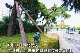 长江大桥83岁雪松再换新装，笑迎八方游客，见证武汉变迁图片