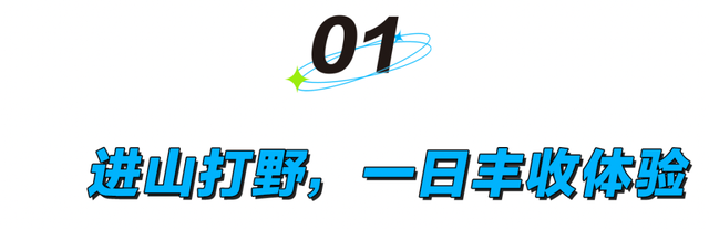 假期新点子，进山捡菌子