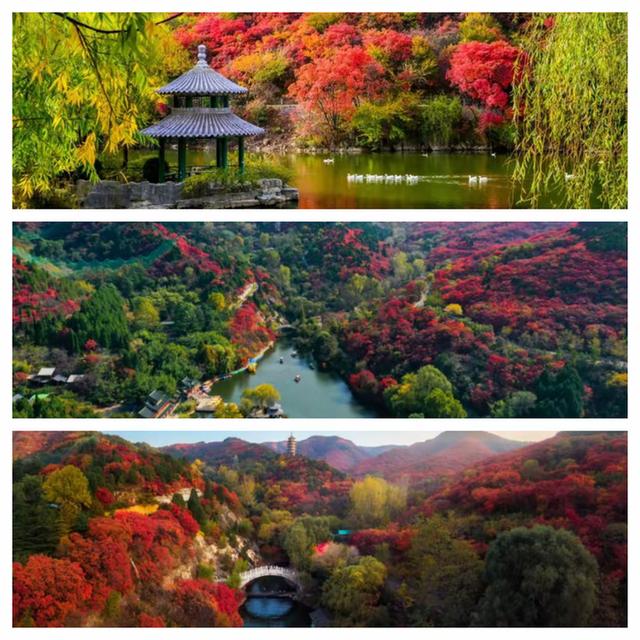 “泉”在济南享金秋——“一城山色·登山打卡”带你来赏红叶啦！