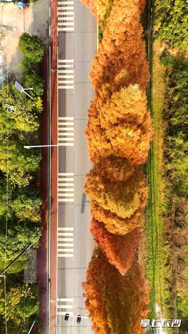 红杉如火！这条路上的水杉进入最佳观赏期