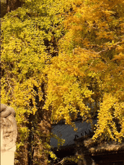 满枝金黄！门头沟千年古银杏进入最佳观赏期