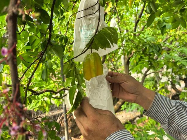 视觉增城｜“果”然有趣！快来正果邂逅甜蜜“丰”景