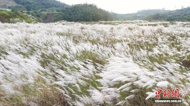 四川宜宾：芦苇花盛开美不胜收