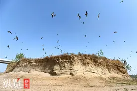 为它们，跨河大桥挪了40米！滹沱河沙岛上的崖沙燕回来了图片