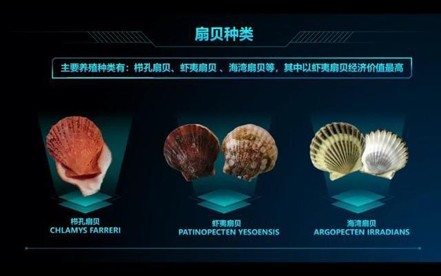 曾经的“名贵食材”卖出“白菜价”，鲍鱼为啥越来越便宜了？