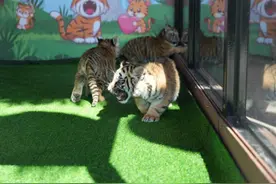 济南这三只网红虎宝宝在线征名啦图片