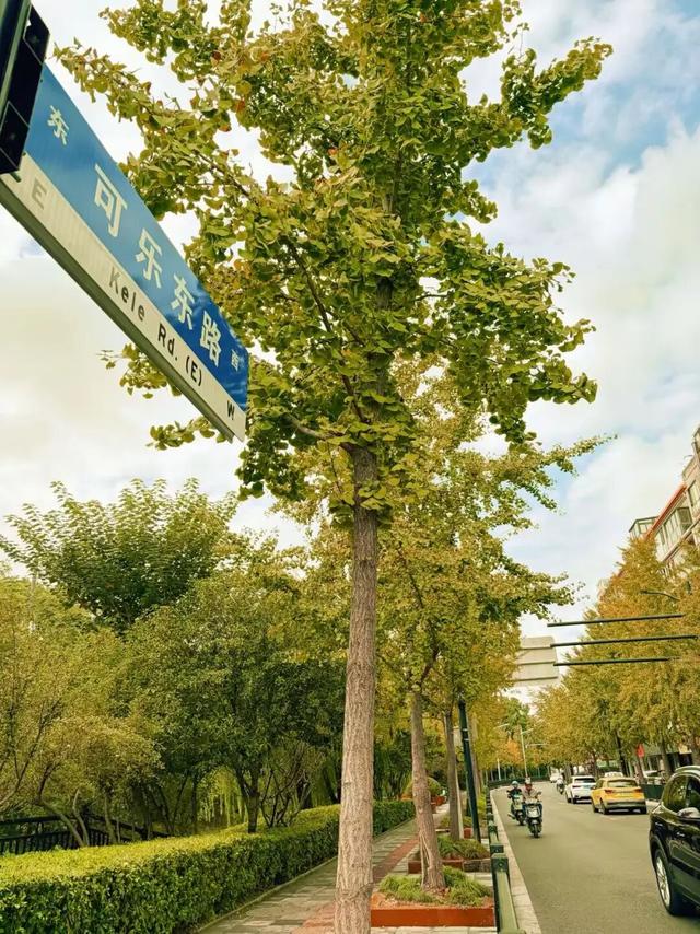 秋冬限定美景上线！快来长宁这个小镇打卡吧→