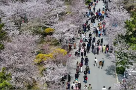 “花开时间”精准反映自然生态环境变化，来看繁花背后的青岛“物候密码”图片