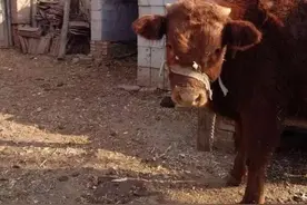 乡村兽医的30年：治愈生灵也在治愈自己图片