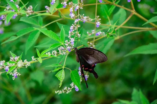 一条环岛线，重新认识海南！