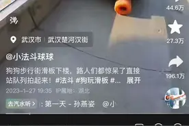 武汉一只法斗犬因玩滑板走红，主人：不会刻意打造“狗设”图片