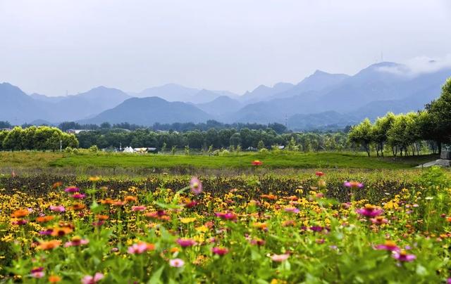 “淡妆浓抹总相宜”，昌平七孔桥花海恢复开园