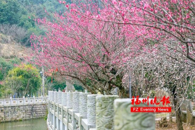 免费开放！福州梅洋，“梅”景如画