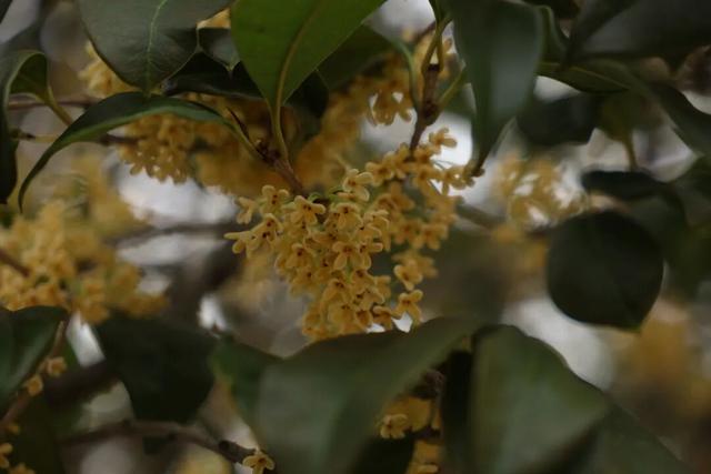 点 击 ↑ 看莲都的秋天