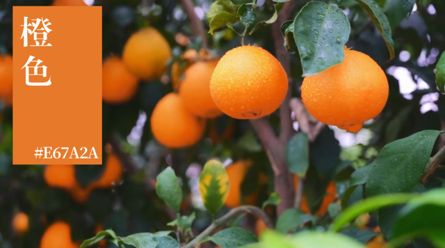 来横沙岛的秋风里，寻一抹中国黄