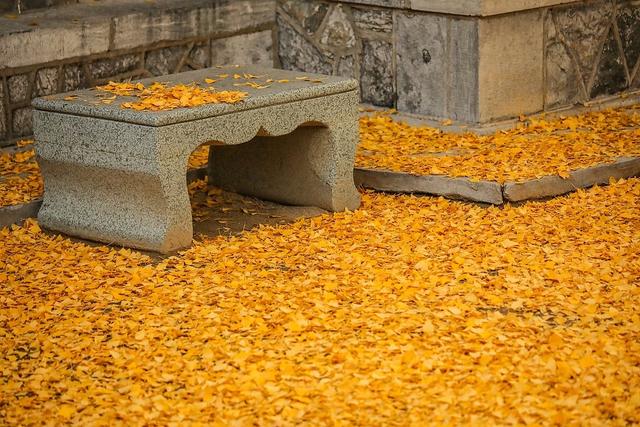 临沂：古银杏树叠翠流金