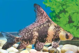 从濒临灭绝到年人工繁育500万尾鱼苗——“鱼爸爸”接力 胭脂鱼长大了图片