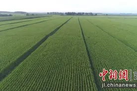 公主岭市：种好粮食安全“责任田”图片