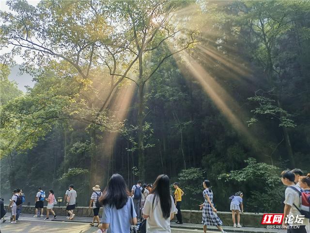 阳光在林间织梦，在张家界遇见光瀑奇观