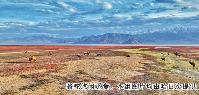 秋日观景正当时 青海乌兰县：盐爪爪染红高原湿地