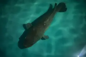 青岛故事|牛！澳大利亚人来青学习澳“国宝鱼”育种技术！墨瑞鳕鱼实现国产替代图片