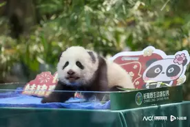 长隆萌二代大熊猫“妹猪”迎出生百日礼图片