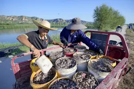 黄河滩涂“新农人”和他的500亩大闸蟹图片