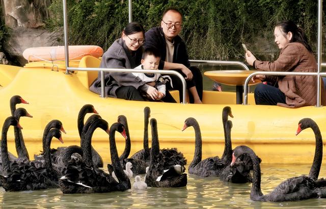 洛阳市：从政坊游园黑天鹅嘻戏