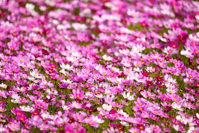千万粉丝博主打卡中山花海：好美！