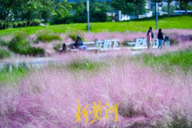 雨过天晴粉黛乱子草盛开 织就济南秋日限定粉色浪漫