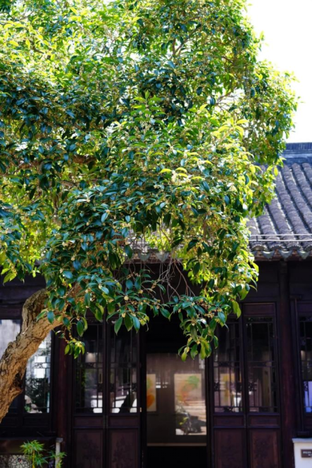 欢聚吴江· “香”遇桂花季丨上线了！吴江赏桂地图！