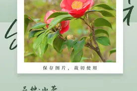 松弛感满满！“淡人”的春花头像来了图片