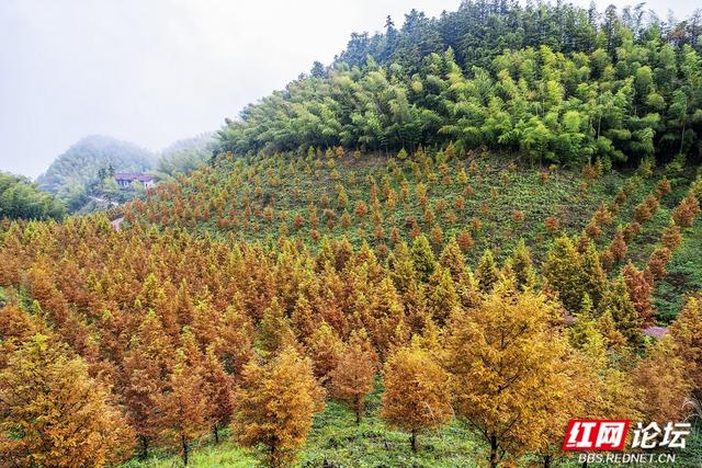 【每日一图@湖南】秋去冬来，赴一场怀化水杉林的红黄盛宴