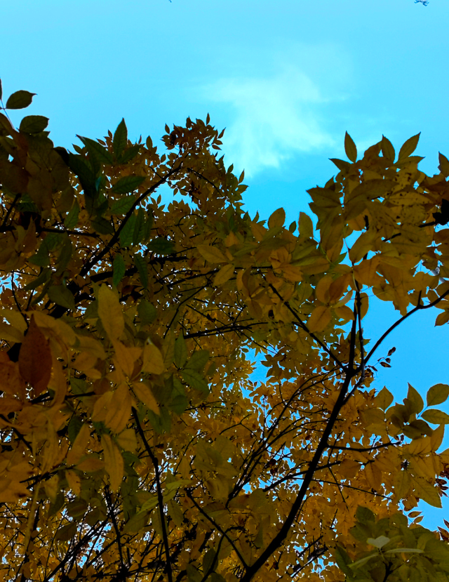 风一吹，索河路就成了金色的世界