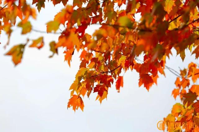 秋日限定 “枫” 景！南昌这里，也太美了吧