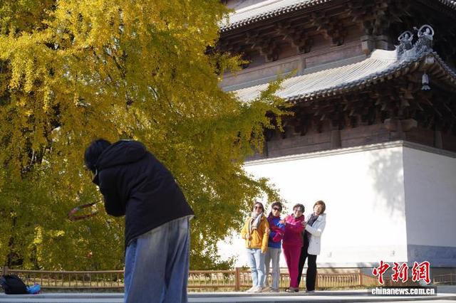 浙江桐乡：千年银杏换上“金装” 吸引游客打卡