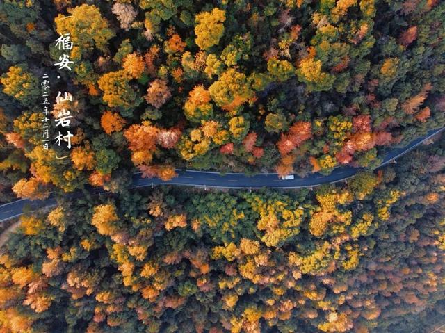 福安枫叶“封神”！宝藏打卡地又＋1