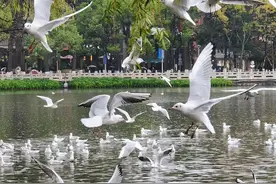 早安春城丨大跳水！昆明出发机票最低145元，比高铁还便宜……图片