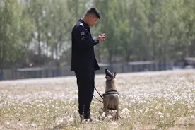 萌犬变身海关缉私犬，一次并不容易的“升学路”图片